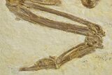 Rare Fossil Bird (Gallinuloides) - Green River Formation #311827-7